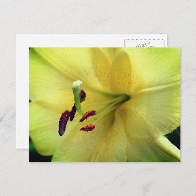 Postal Pale Yellow Lily Flower Photography  (Anverso / Reverso)