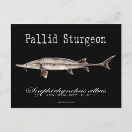 Postal Pallid Sturgeon-Black-Postcard