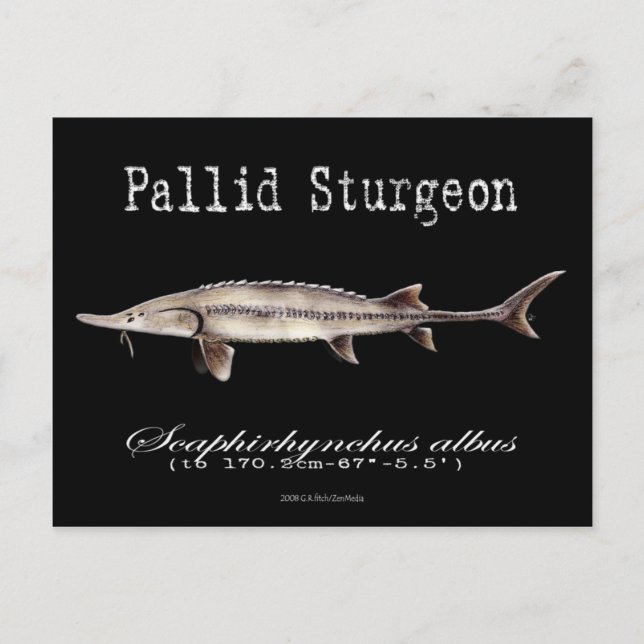 Postal Pallid Sturgeon-Black-Postcard (Anverso)