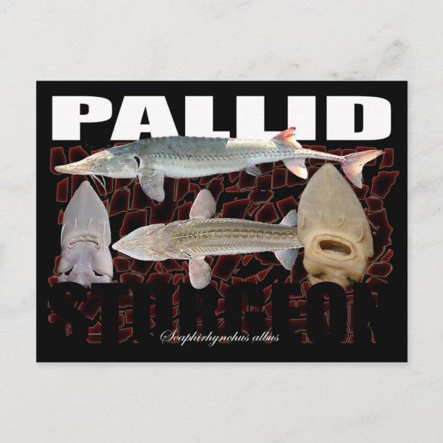 Postal Pallid Sturgeon-Collage-Postcard (Anverso)
