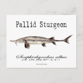 Postal Pallid-White-Postcard