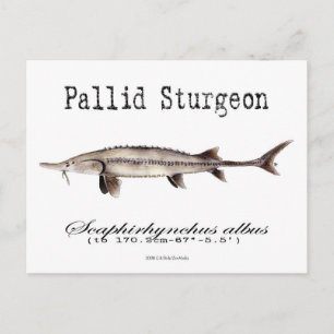Postal Pallid-White-Postcard
