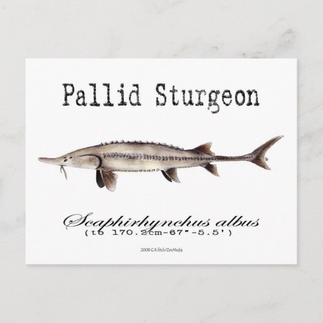 Postal Pallid-White-Postcard (Anverso)