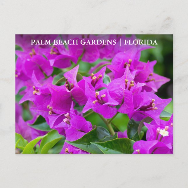 Postal Palm Beach Gardens Florida Floral Travel (Anverso)