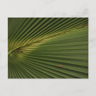 Postal Palm Frond