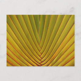Postal Palm Leaf