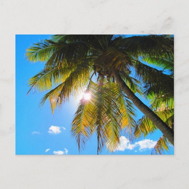 Postal Palm Paradise Blue Sky Sunshine (Anverso)