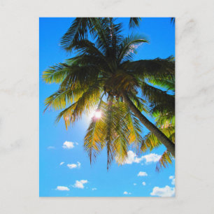 Postal Palm Paradise Blue Sky Sunshine