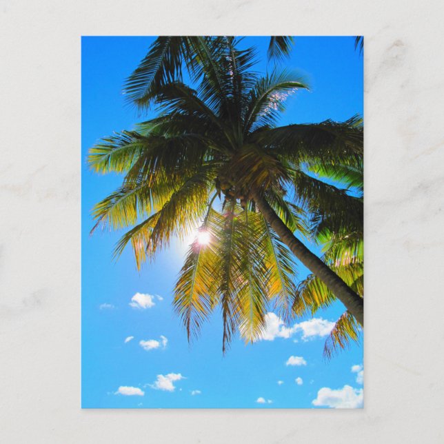 Postal Palm Paradise Blue Sky Sunshine (Anverso)