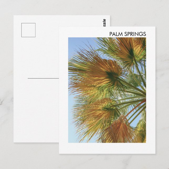 Postal Palm Springs Palm Trees y Palm Fronds (Anverso / Reverso)
