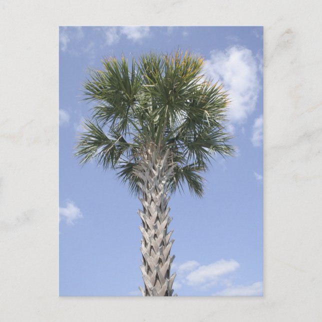 Postal Palm Tree Anywhere USA (Anverso)