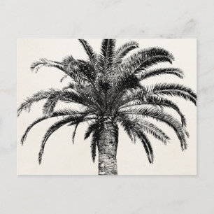 Postal Palm Tree de Isla Tropical Retro en blanco y negro