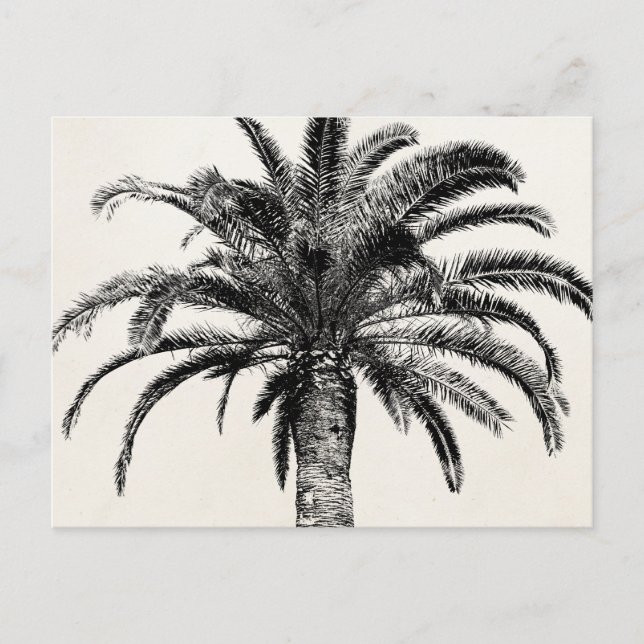 Postal Palm Tree de Isla Tropical Retro en blanco y negro (Anverso)