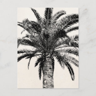 Postal Palm Tree de Isla Tropical Retro en blanco y negro