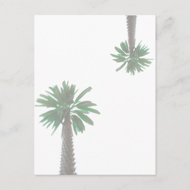 Postal Palm Tree Pastel Verde Tropical (Anverso)