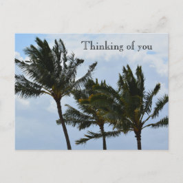 Postal Palm Trees Kauai Hawaii