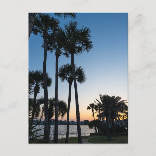 Postal Palm Trees Sunrise Destin Florida Postcard (Anverso)