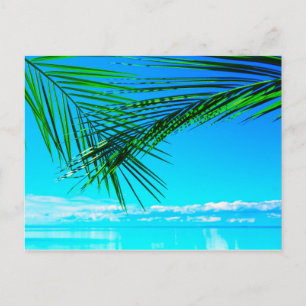 Postal Palm verde en cielo azul