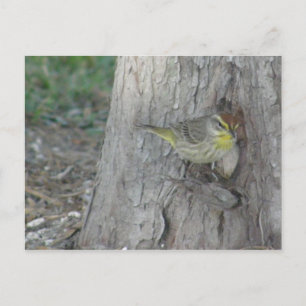 Postal Palm Warbler