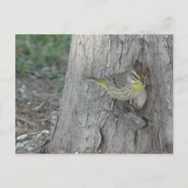 Postal Palm Warbler (Anverso)