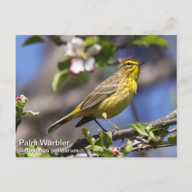 Postal Palm Warbler (Anverso)