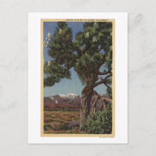 Postal Palma Joshua en flor en desierto californiano