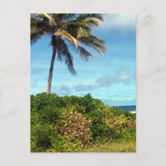 Postal palma nauru (Anverso)