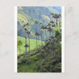 Postal Palmas de cera de Qunidio en el Valle de Cocora