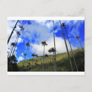 Postal Palmas de cera Qunidio en el Valle de Cocora de Co