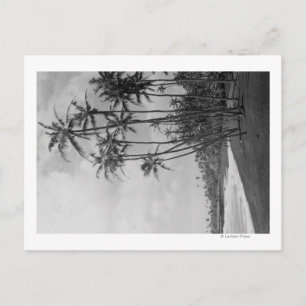 Postal Palmas de coco - fotografía de las islas hawaianas