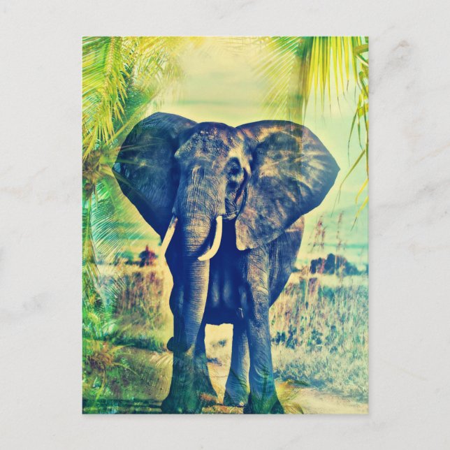 Postal Palmas de Elefante (Anverso)