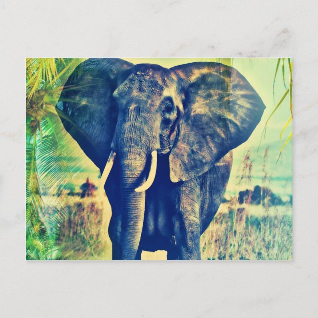Postal Palmas de Elefante (Anverso)