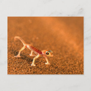 Postal Palmatogecko En Duna De Arena, Swakpomund, Erongo