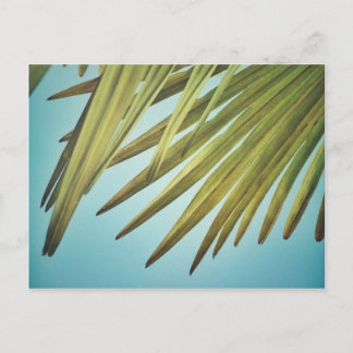 Postal Palmenwedel am Sommerhimmel