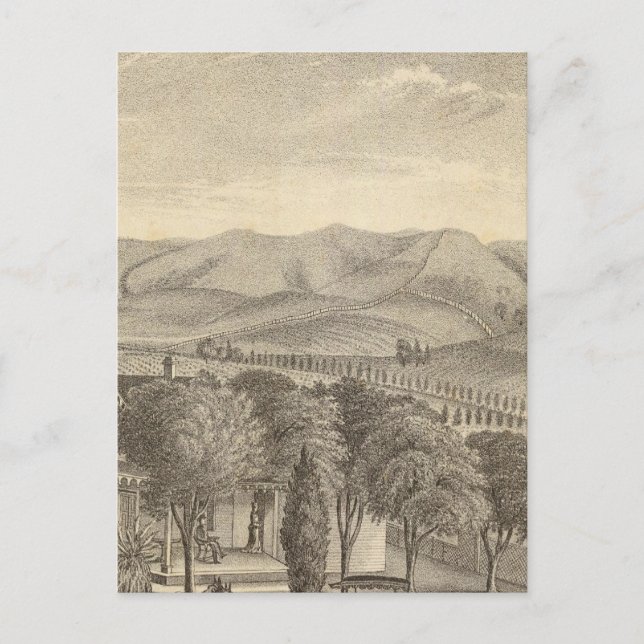 Postal Palmer res, viñedo (Anverso)