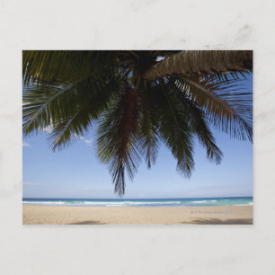 Postal Palmera a lo largo del Mar Caribe.