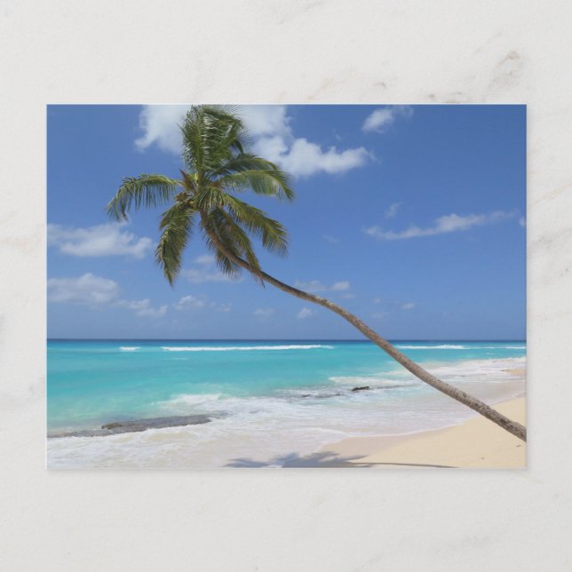 Postal Palmera Barbados (Anverso)