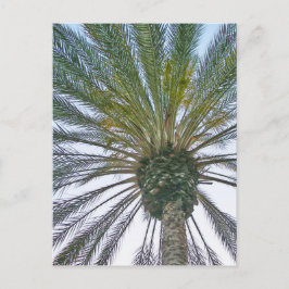Postal Palmera de California