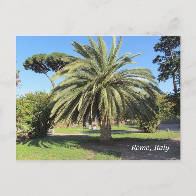 Postal Palmera en Roma, Italia (Anverso)