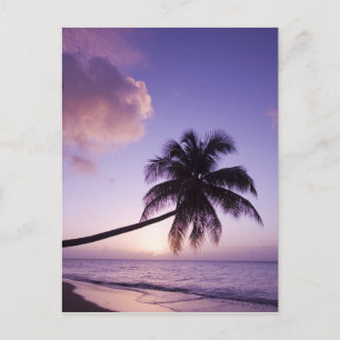 Postal Palmera solitaria al atardecer, playa Coconut Grov