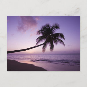 Postal Palmera solitaria al atardecer, playa Coconut Grov