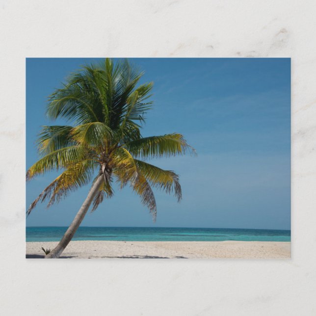 Postal Palmera y playa de arena blanca  2 (Anverso)