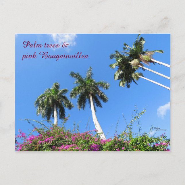 Postal Palmeras arbustos buganvillea Florida Postcard (Anverso)