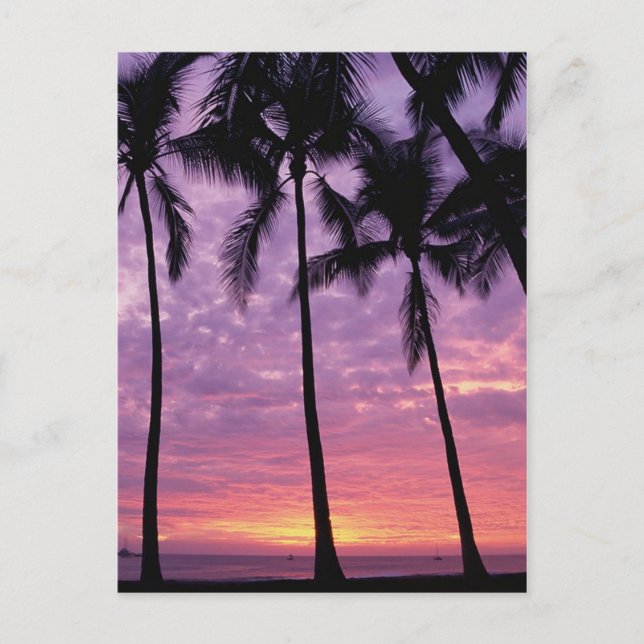 Postal Palmeras contra el cielo (Anverso)