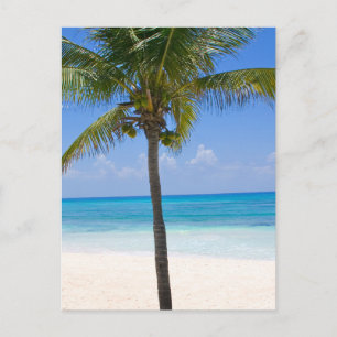 Postal Palmeras de Bahamas