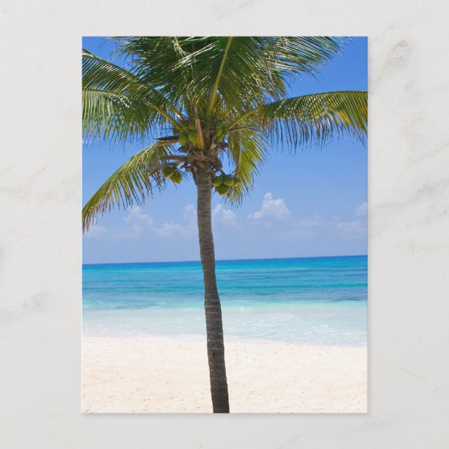 Postal Palmeras de Bahamas (Anverso)