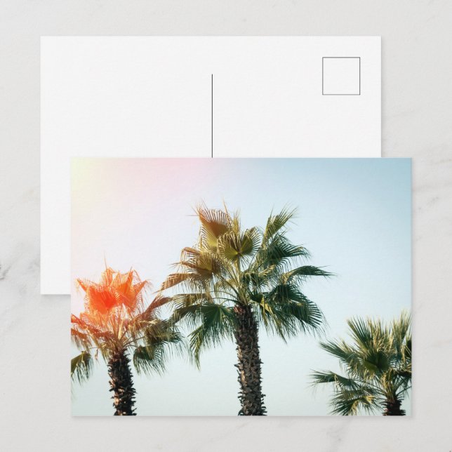 Postal Palmeras de Batumi Georgia (Anverso / Reverso)