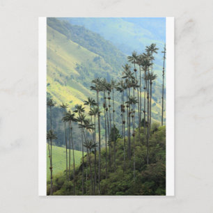 Postal Palmeras de cera colombianas en el Valle de Cocora