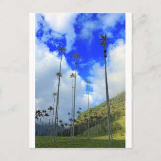 Postal Palmeras de cera Valle de Cocora Colombia