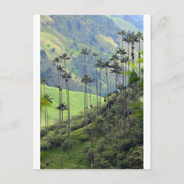 Postal Palmeras de cera Valle de Cocora Colombia (Anverso)